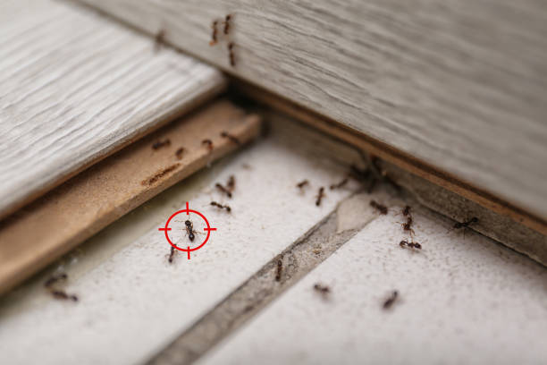Best Affordable Pest Control Services  in Montezuma, IA