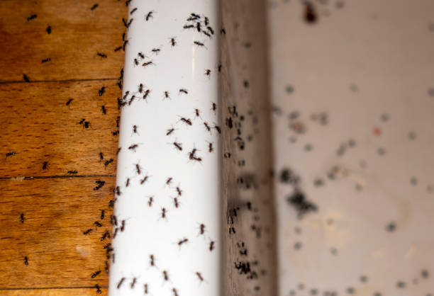 Best Flea Control Services  in Montezuma, IA